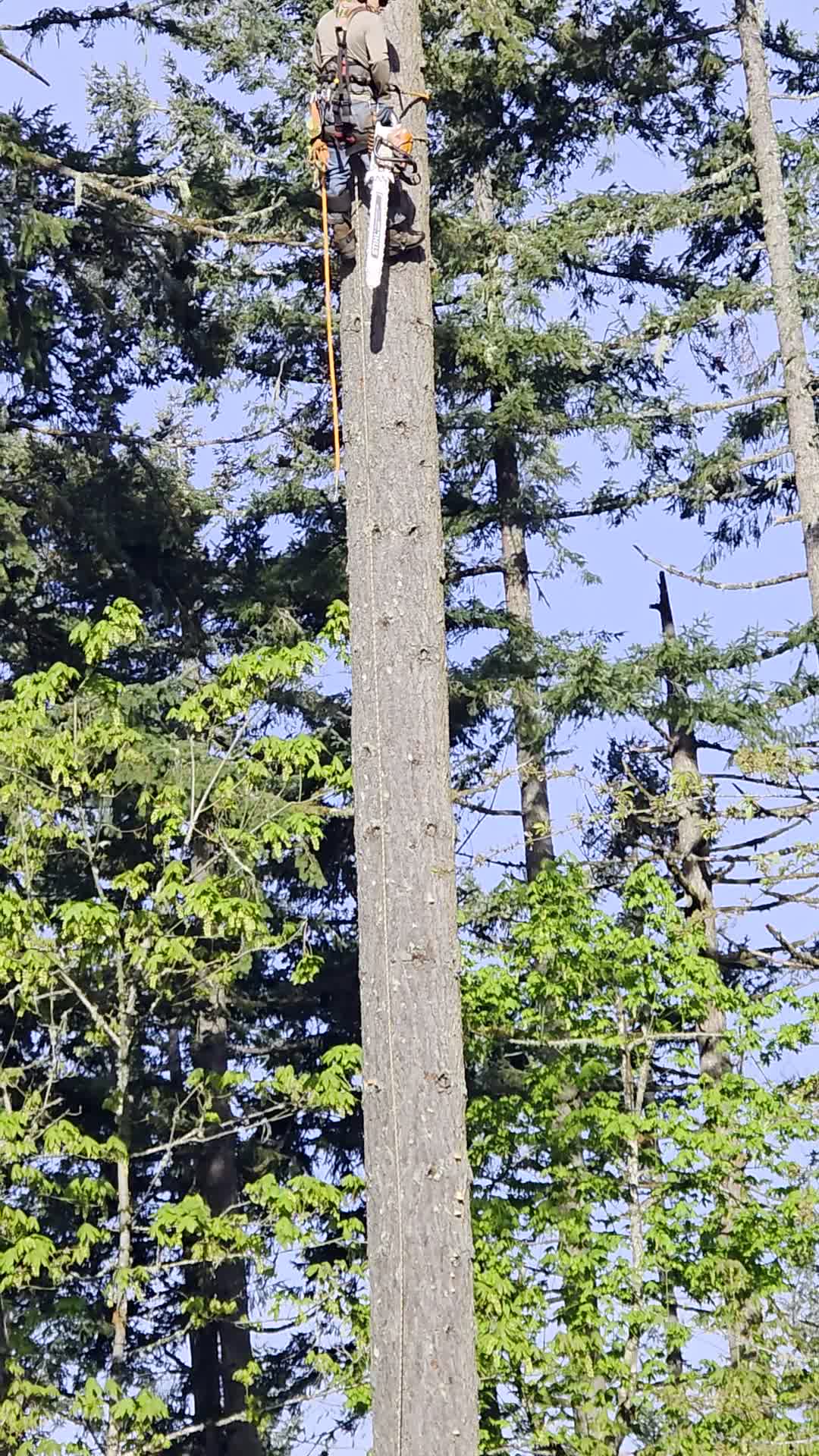 Trepador con equipo de protección manejando una motosierra contra el cielo claro, con aserrín volando.