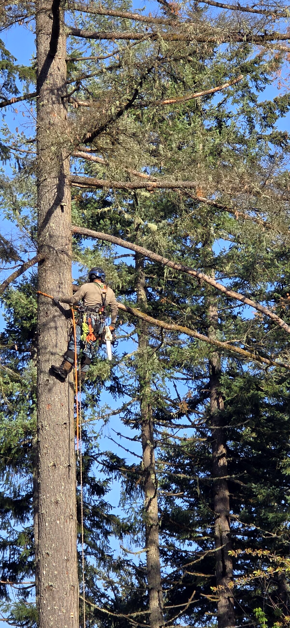 Trepador colgado de la cuerda, trabajando en un Douglas fir, con casco y equipo de protección.
