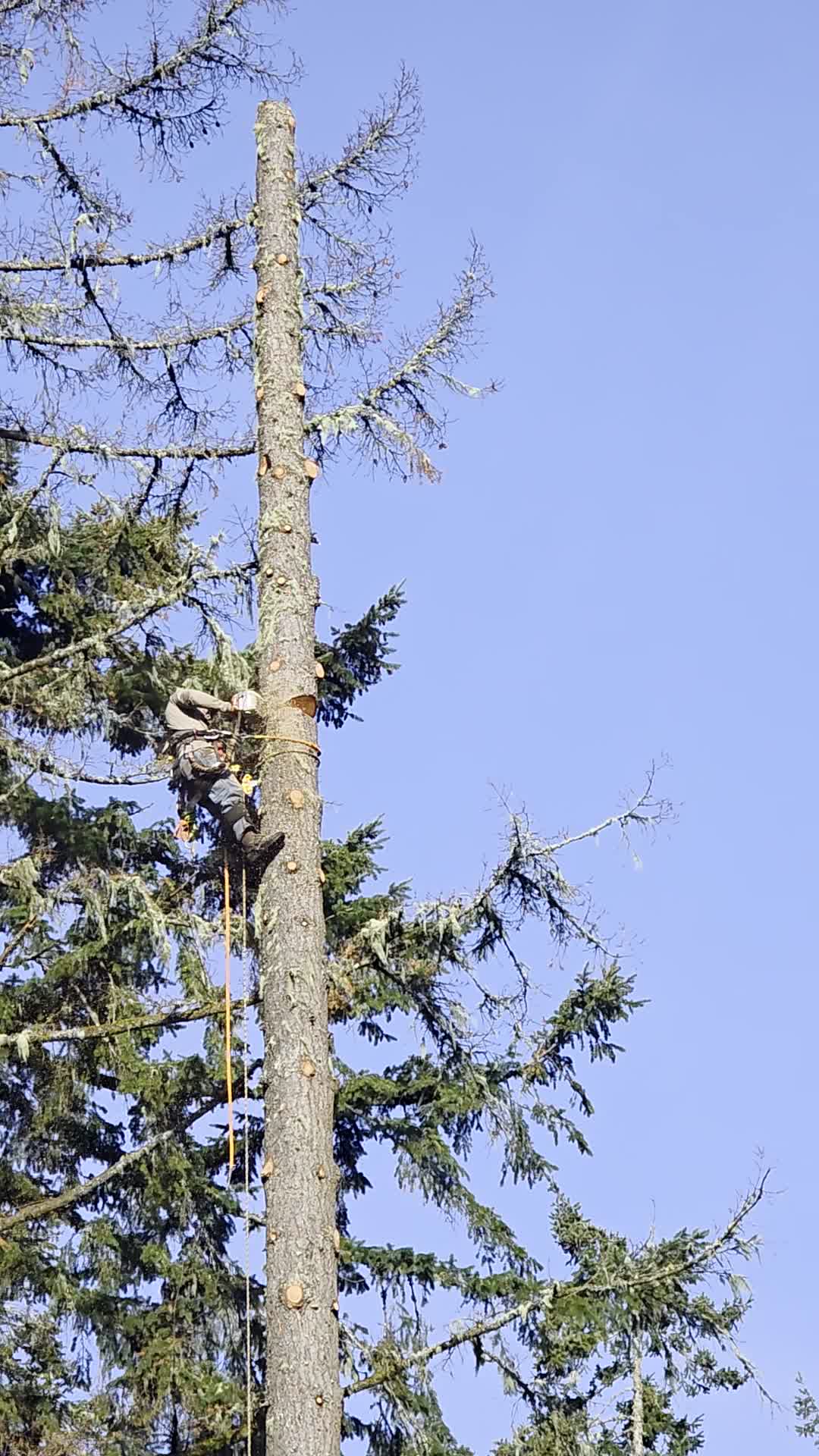 Climbing arborist in PPE running a chainsaw against a clear sky, sawdust spray.